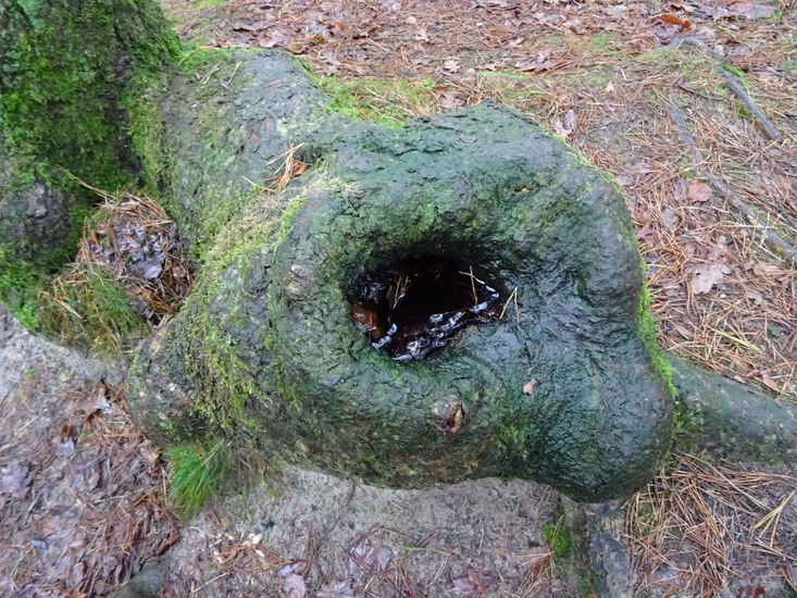 Natuurlijk drinkbakje.