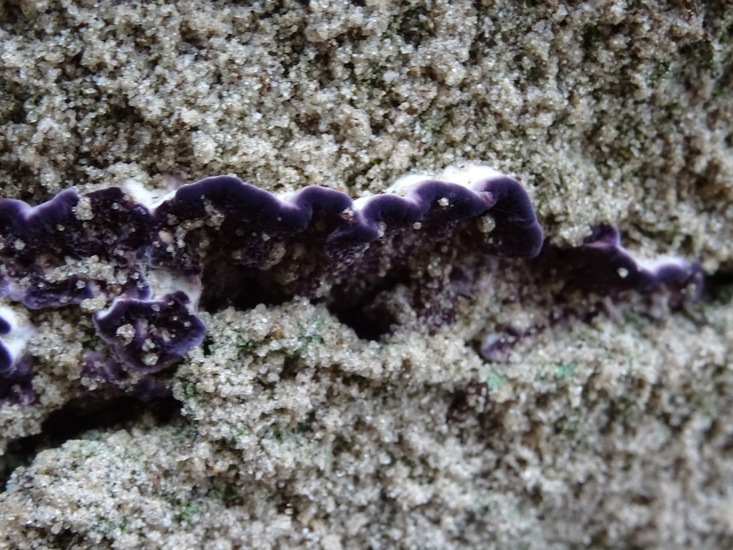 Paarse Dennentandzwam.