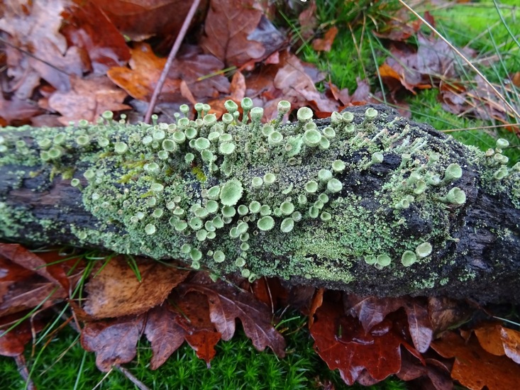 Groen bekermos op tak.