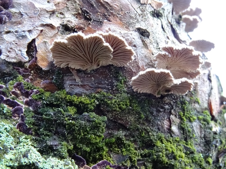 Zwam, schors en mos.