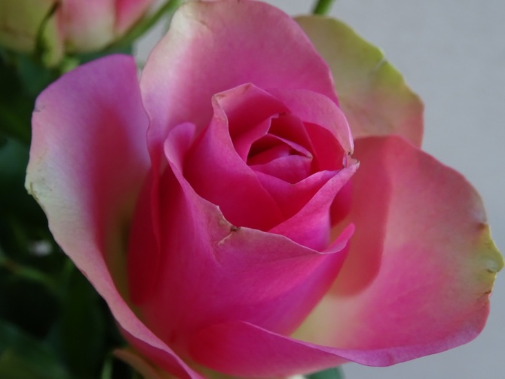 Roosje, twee kleurig.