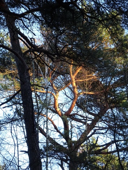 Zon tussen de takken.