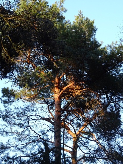 Zon tussen de takken.