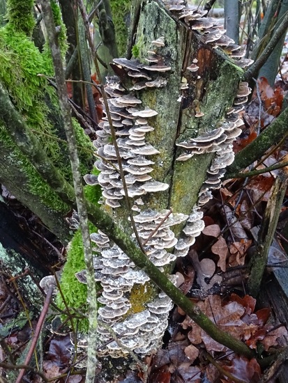 Vol met elfenbankjes.