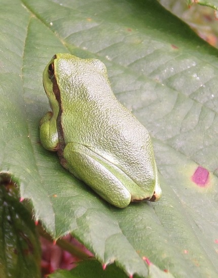 Boomkikkertje (2014)