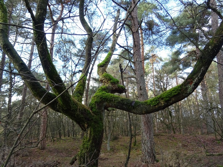 Loon op Zand 2016 jan.