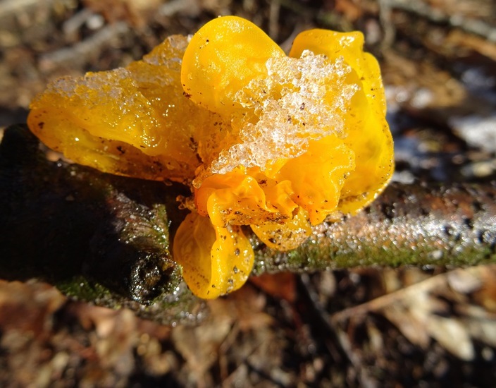 Gele trilzwam met dun laagje ijs.