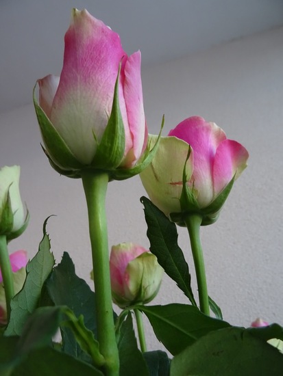 Tweekleurige roosjes.