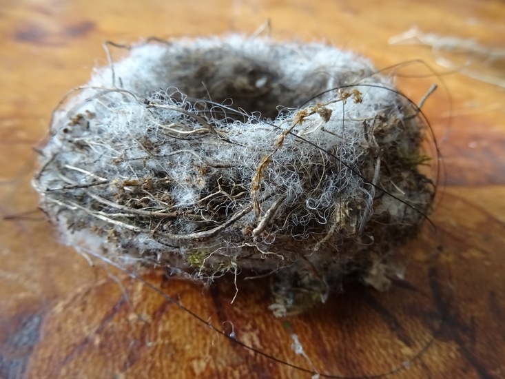 Nestje van Goudhaantje.