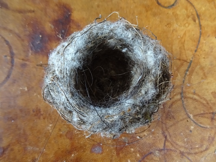 Nestje van Goudhaantje.