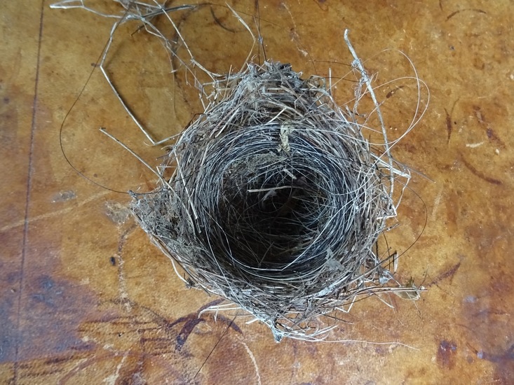 Nestje van Zwartkop.