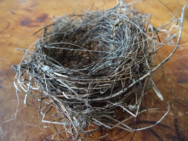 Nestje van Zwartkop.