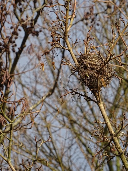 Nestje van Groenling.