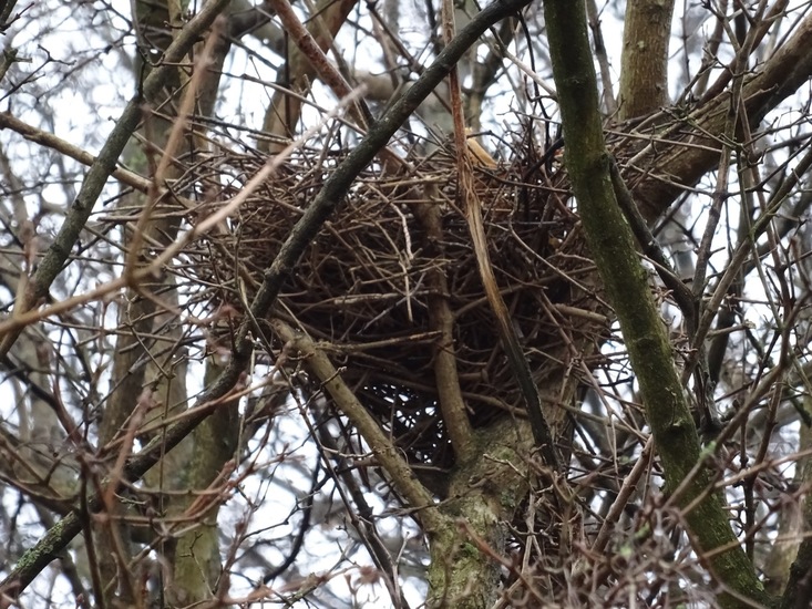 Nest van Koolduif.