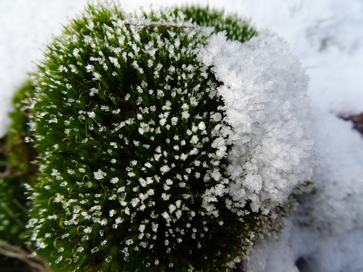Mos bedekt met ijs.