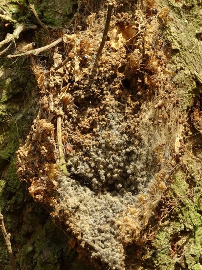 Nest van de processierups.