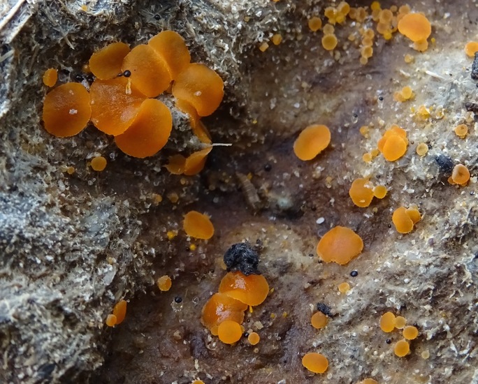 Oranje mestzwammetje.