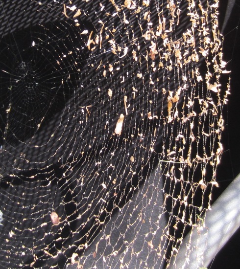 Web met opgewaaide verdroogde blaadjes.