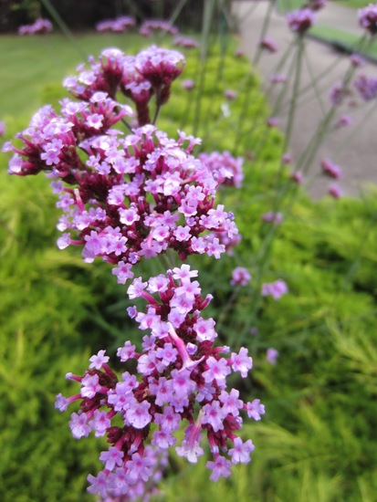 IJzerhard, Verbena patagonica.