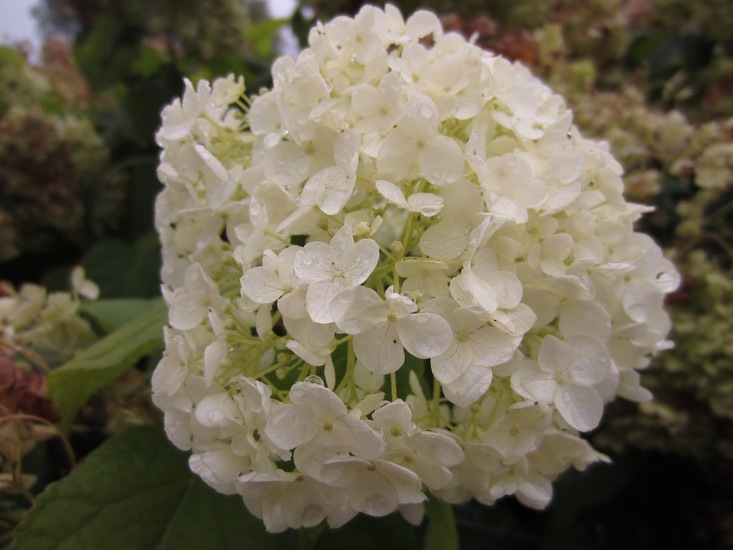 Pluim hortensia.