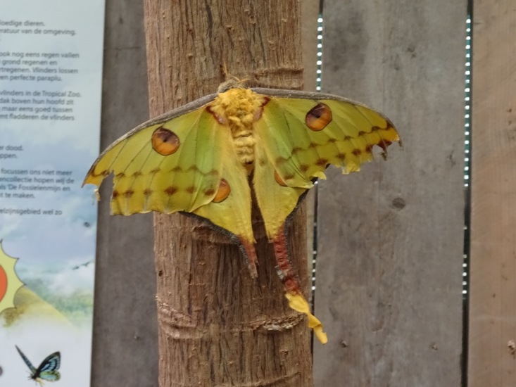 Vlinder, Argema mittrei