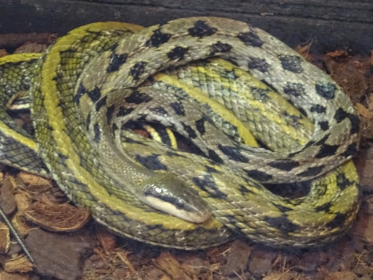 Streepstaart Rattenslang.