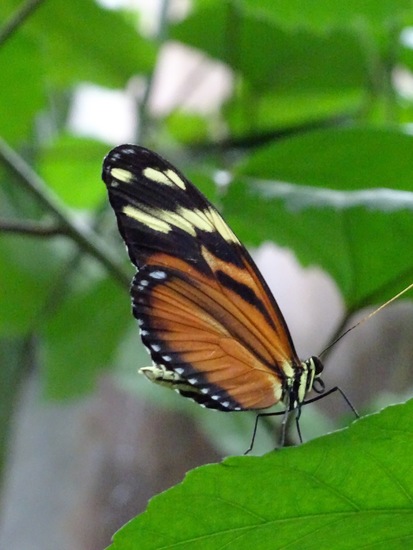 Passiebloem vlinder.