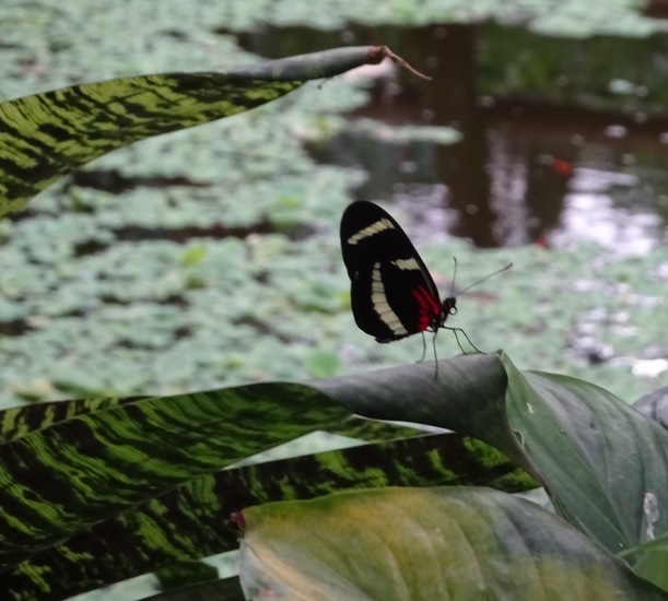 Passiebloem vlinder.