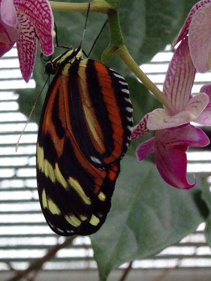 Passiebloem vlinder.