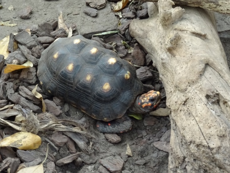 Kolenbrander schildpad.