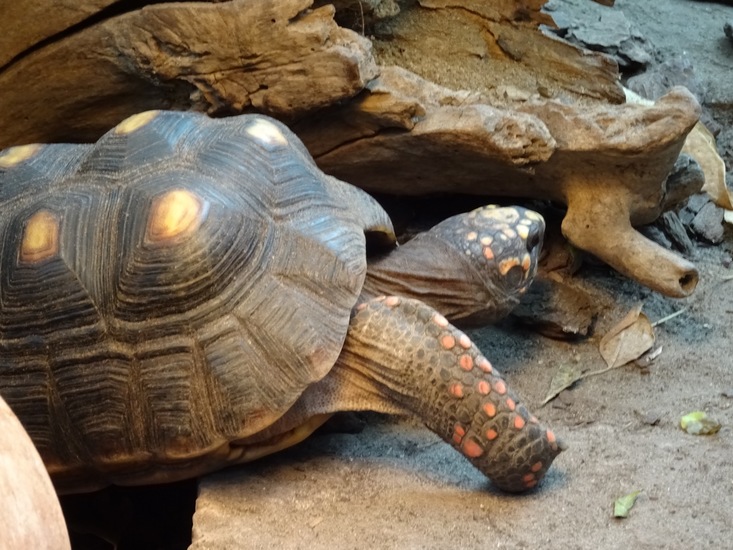 Geelpoot of Woud schildpad.