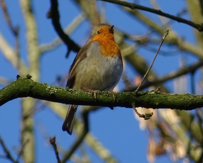 Het roodborstje heeft het naar zijn zin.