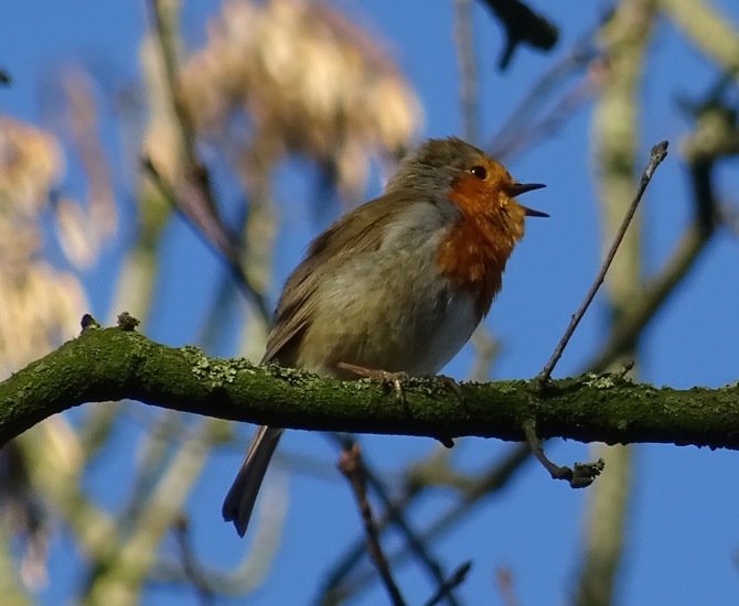 Het hoogste lied....