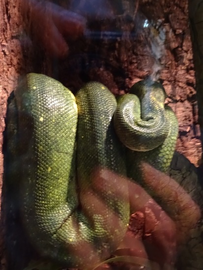 Groene Boompython.