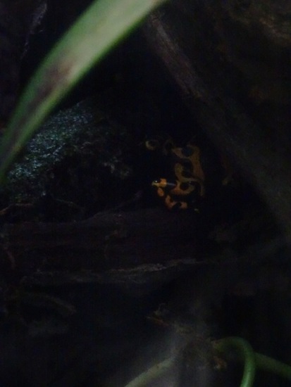 Bijen Pijlgifkikker.