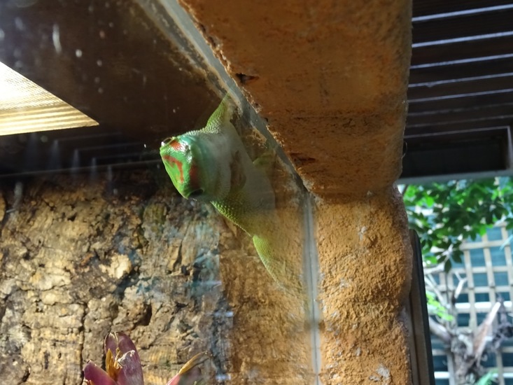 Reuzen Madagaskar...