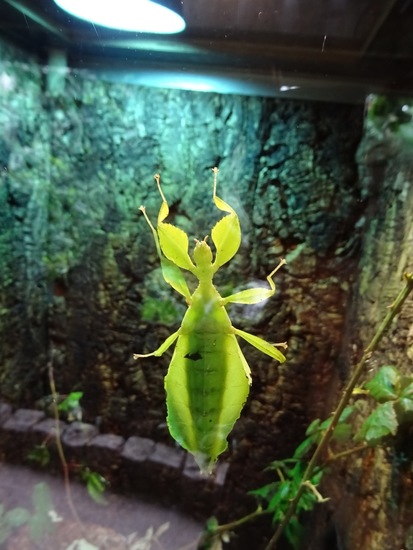 Wandelende Bladeren.