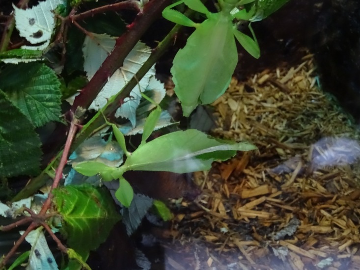 Wandelende Bladeren.