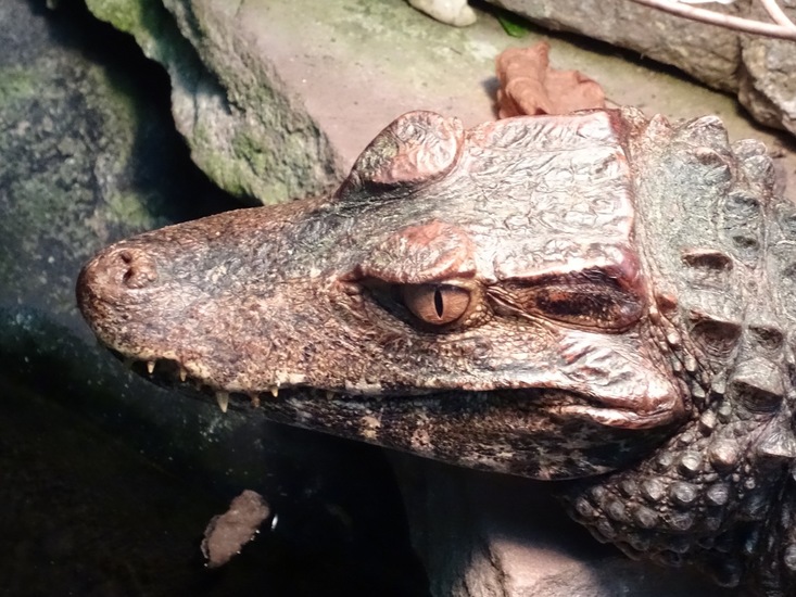 Gladvoorhoofd Dwergkaaiman.