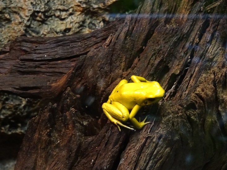 Gouden Pijlgifkikker.