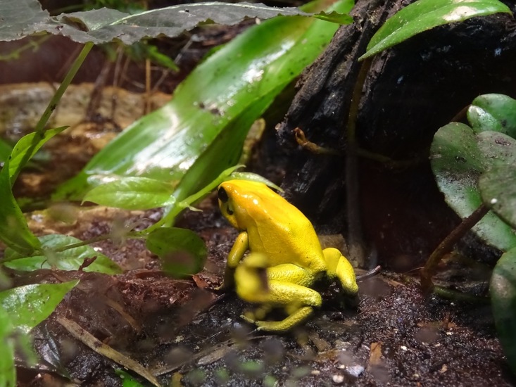 Gouden Pijlgifkikker.