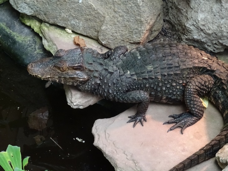 Gladvoorhoofd Dwergkaaiman.