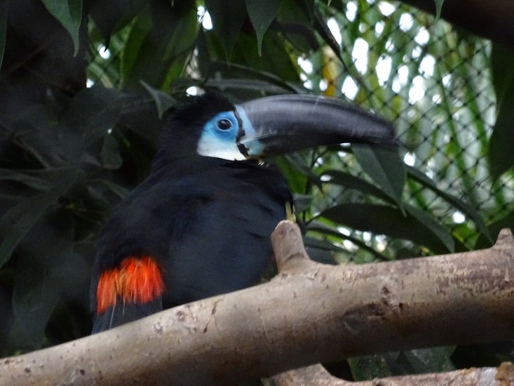 Channel Billed Toucan.