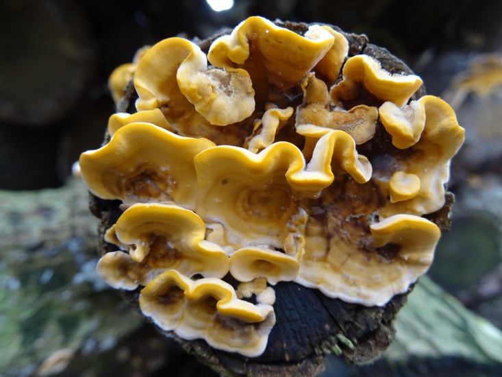 Gele Korstzwam.