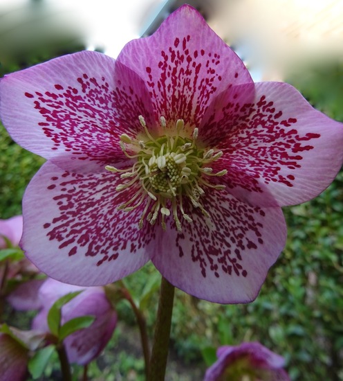Helleborus.