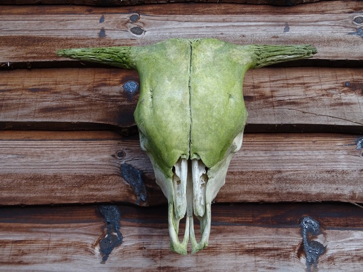 Schedel van Hooglander.