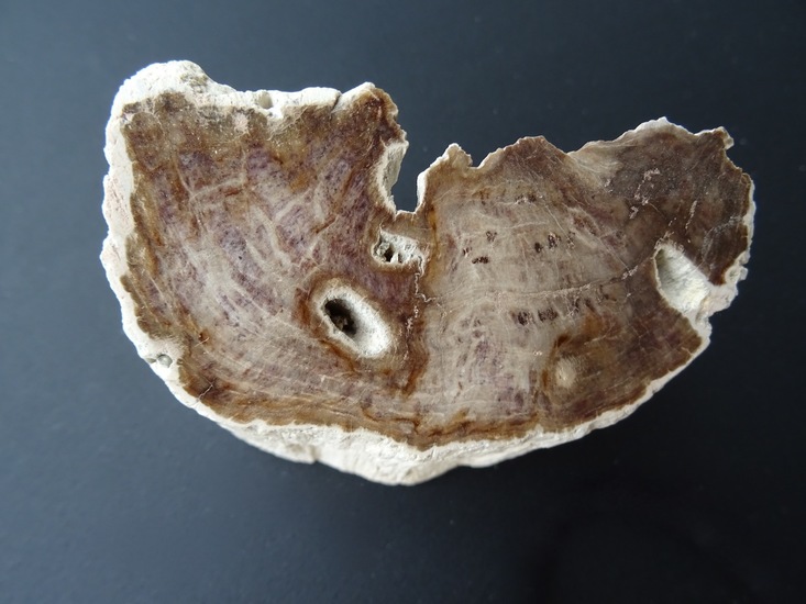 Versteend stukje boom.