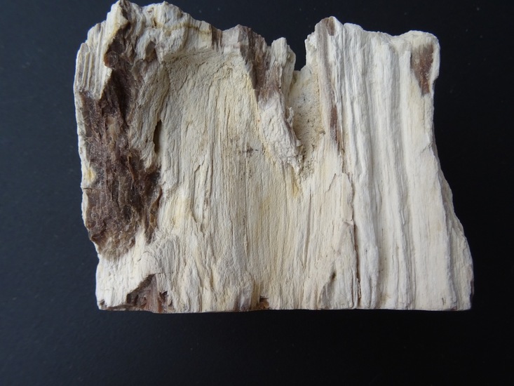 Zijkant van stukje boom.