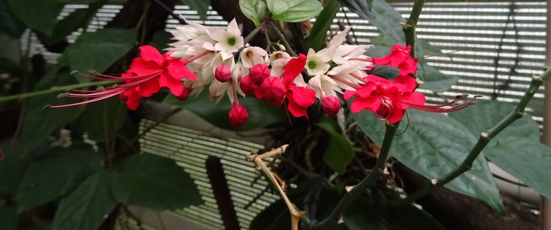 Clerodendrum trichotonum.