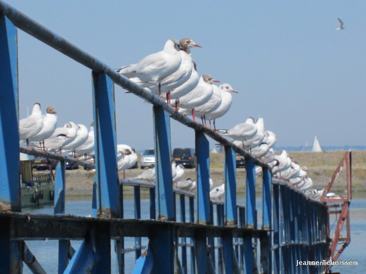 Allemaal op een rijtje.